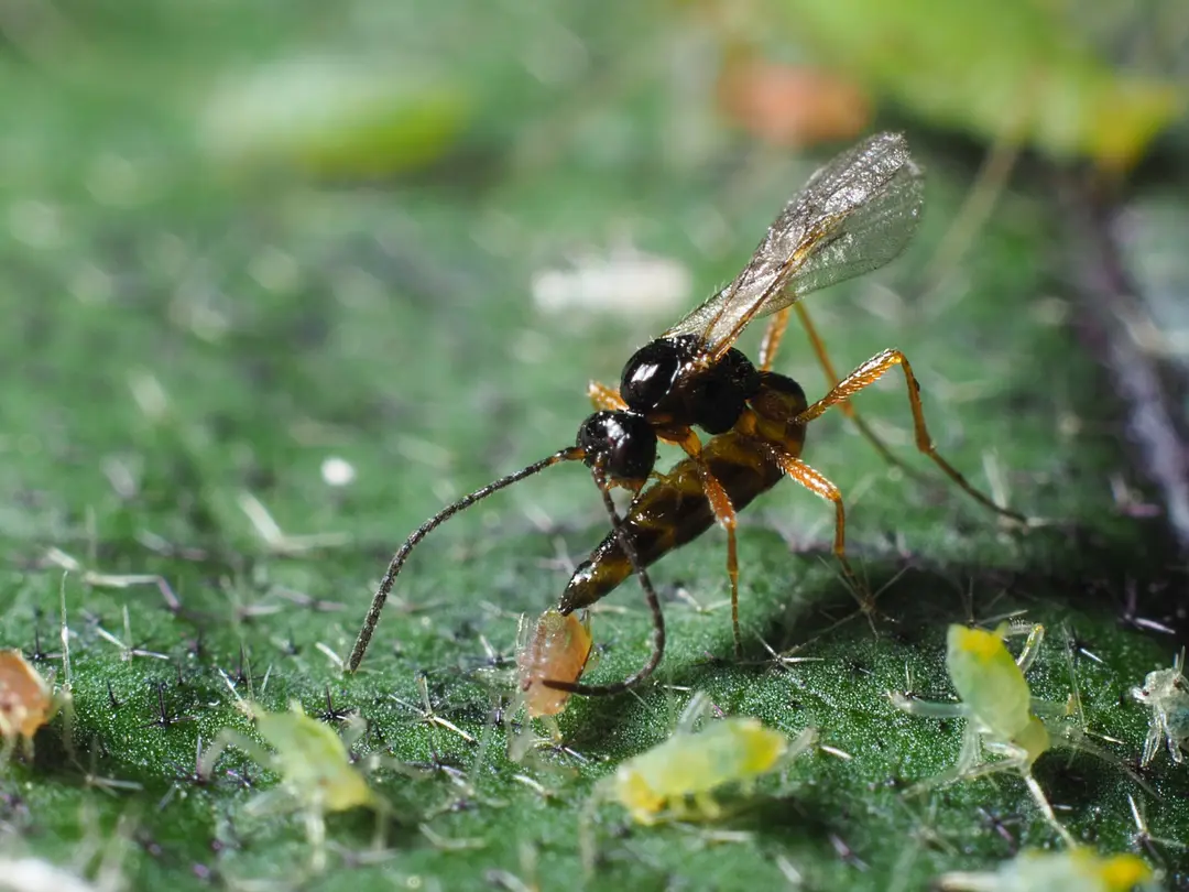 Aphidius colemani adult